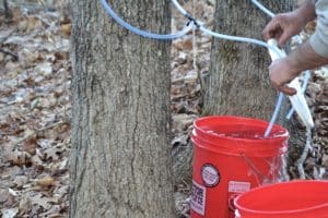 make your own maple syrup