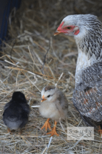 broody hen adopting chicks