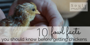 10 fowl facts-4