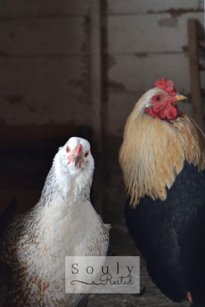 What You Need To Know Before You Get Chickens - Souly Rested