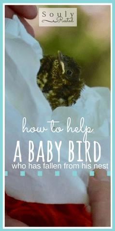baby bird fallen from nest-2