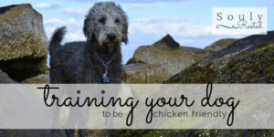 training your dog-2