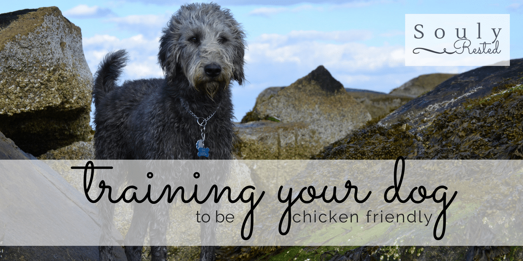 training your dog