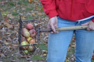 picking apples