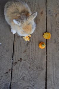 winter bunny eating summer squash
