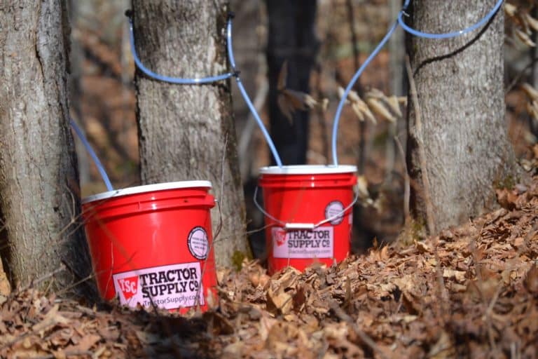 How to identify a maple tree & make syrup Souly Rested