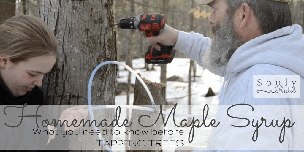 homemade maple syrup how to tap your trees