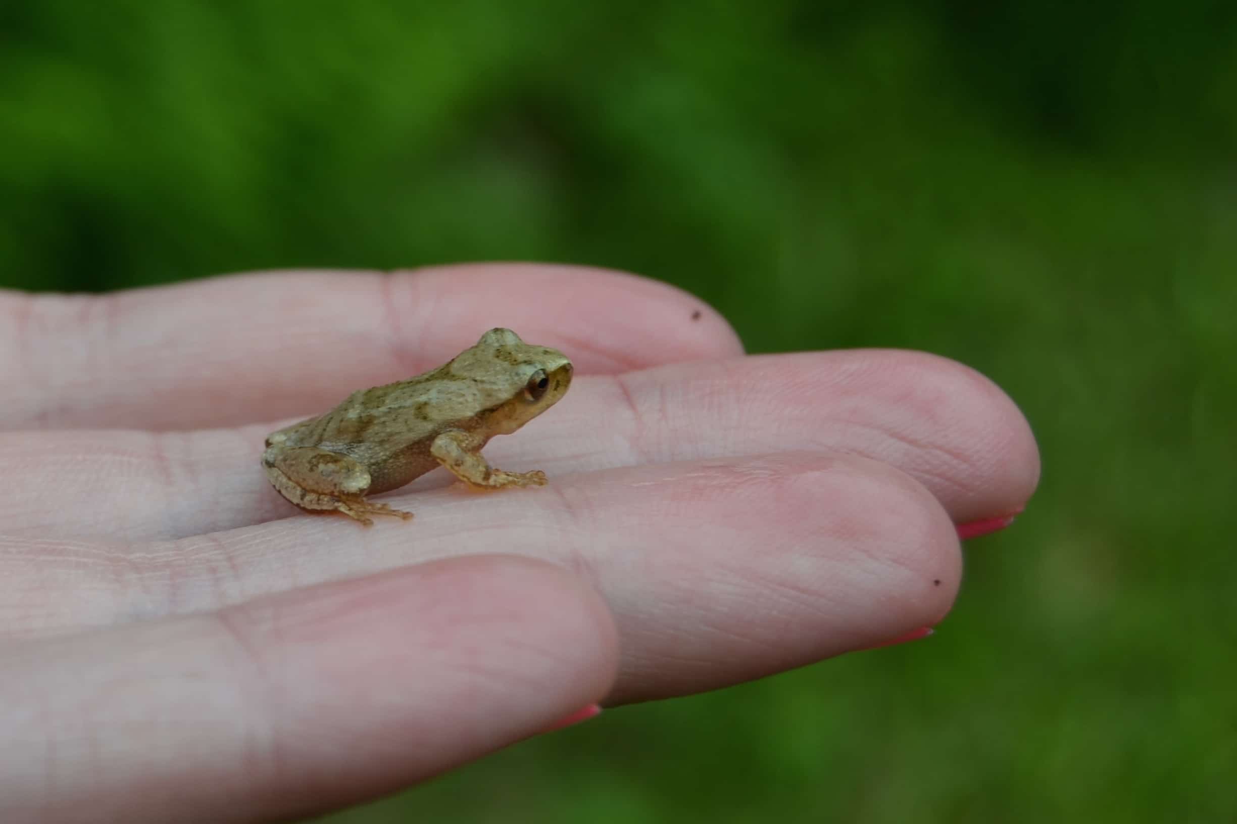 what is a spring peeper?