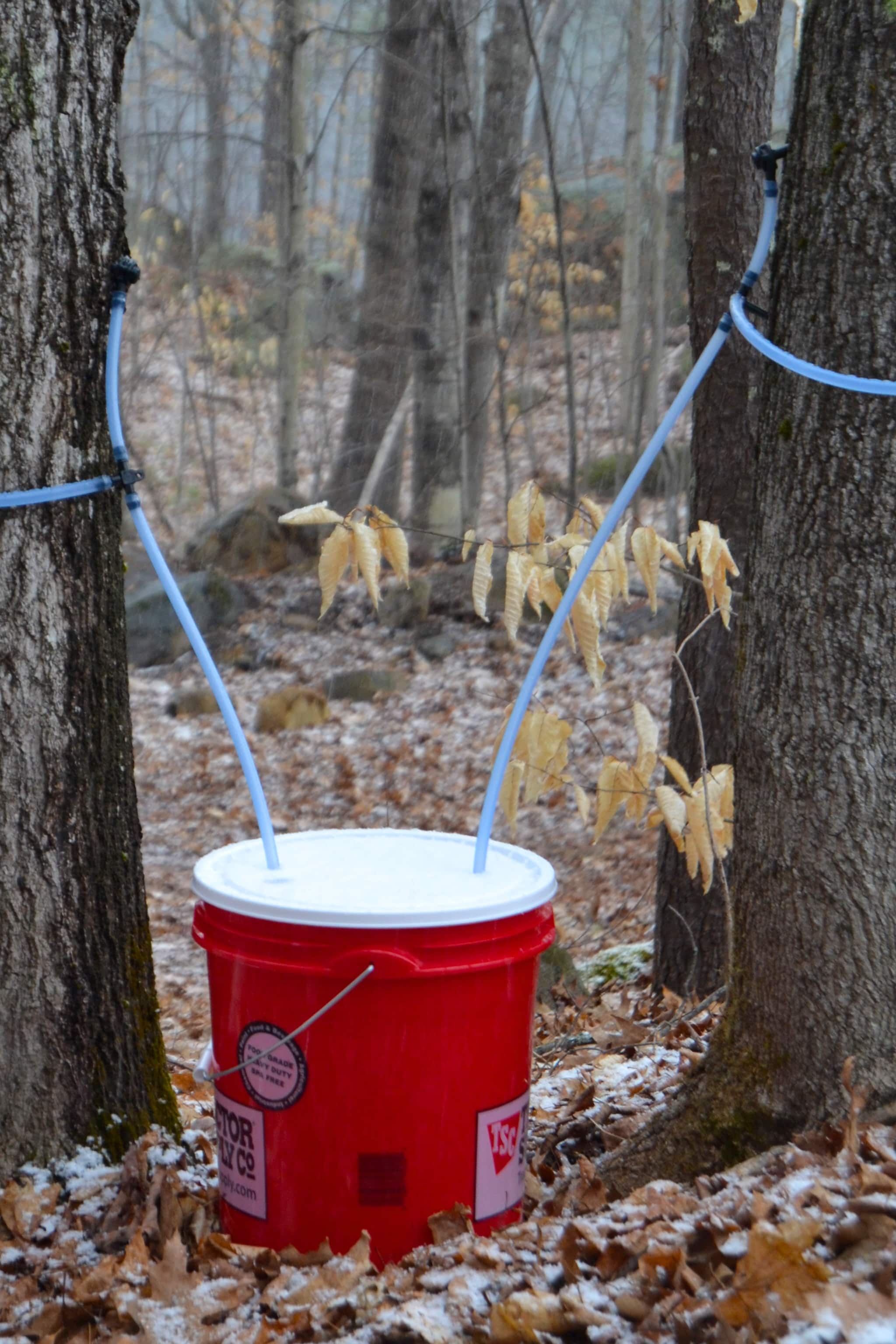 how to make maple syrup