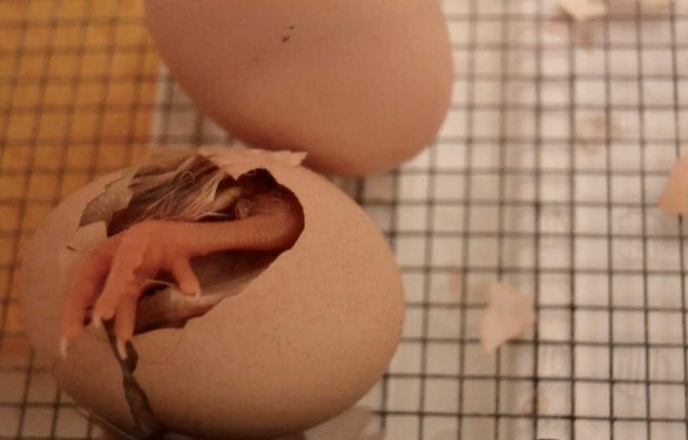 incubating chicks