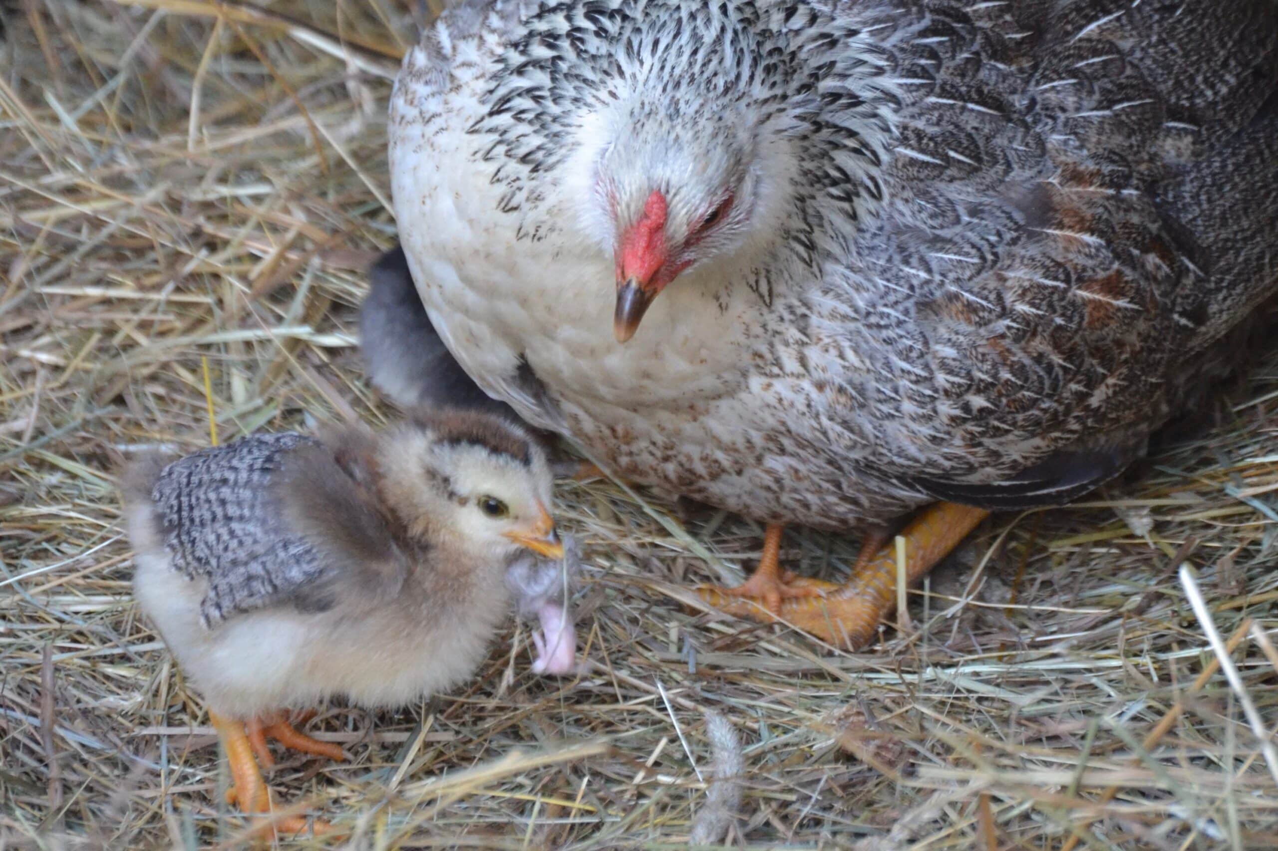 How to Successfully Encourage a Broody Hen to Adopt Chicks Souly Rested