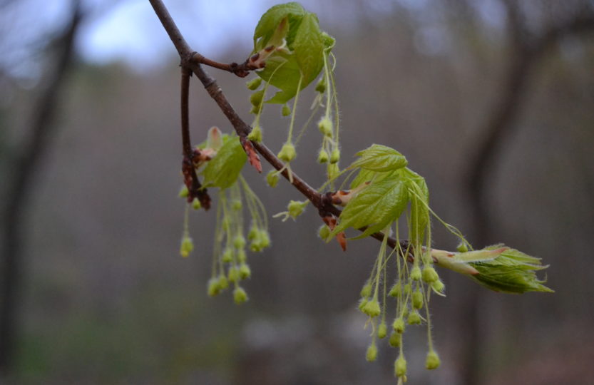 Identify Sugar Maple Trees in the Spring » SoulyRested