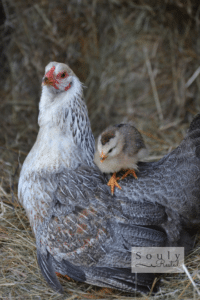 broody hen adopting chicks