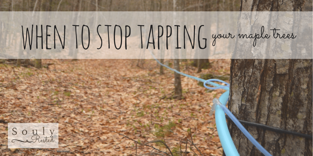 when to stop tapping maple trees