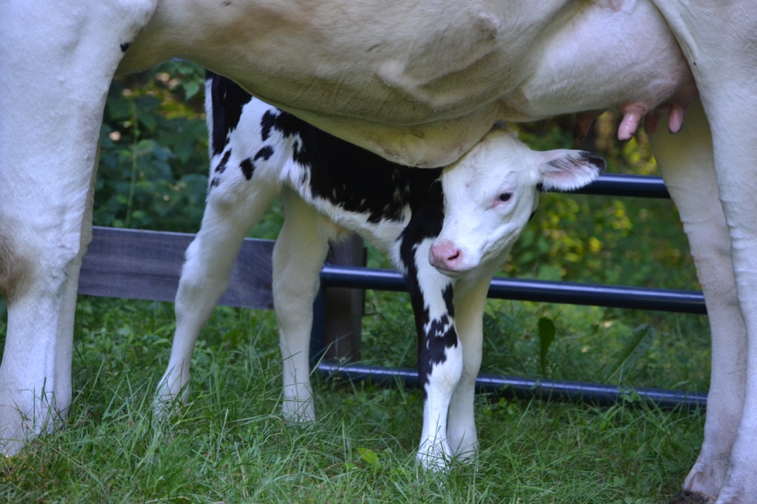 Dial in on your dry cows