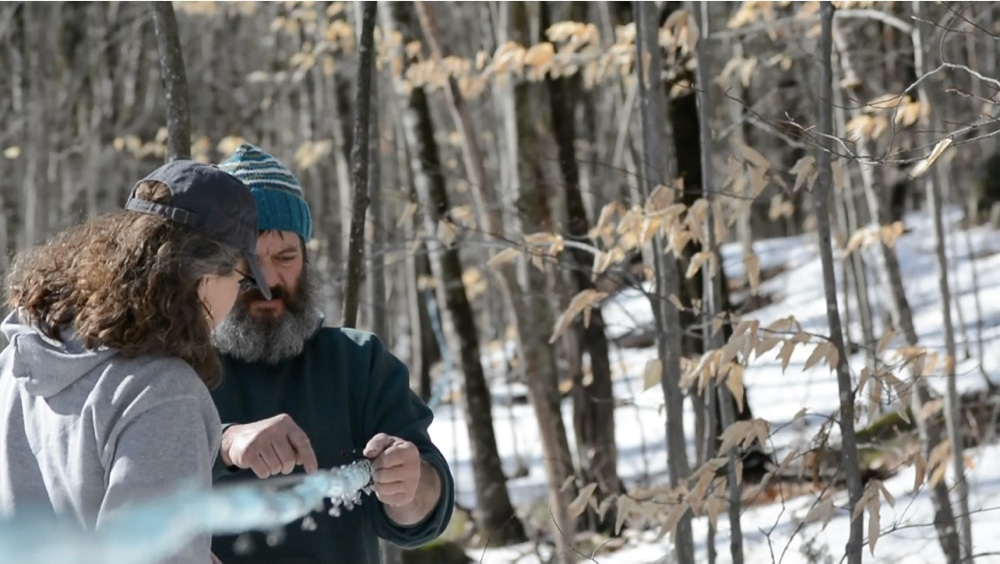 tips for making maple syrup how to tap trees collect sap and boil and bottle maple syrup