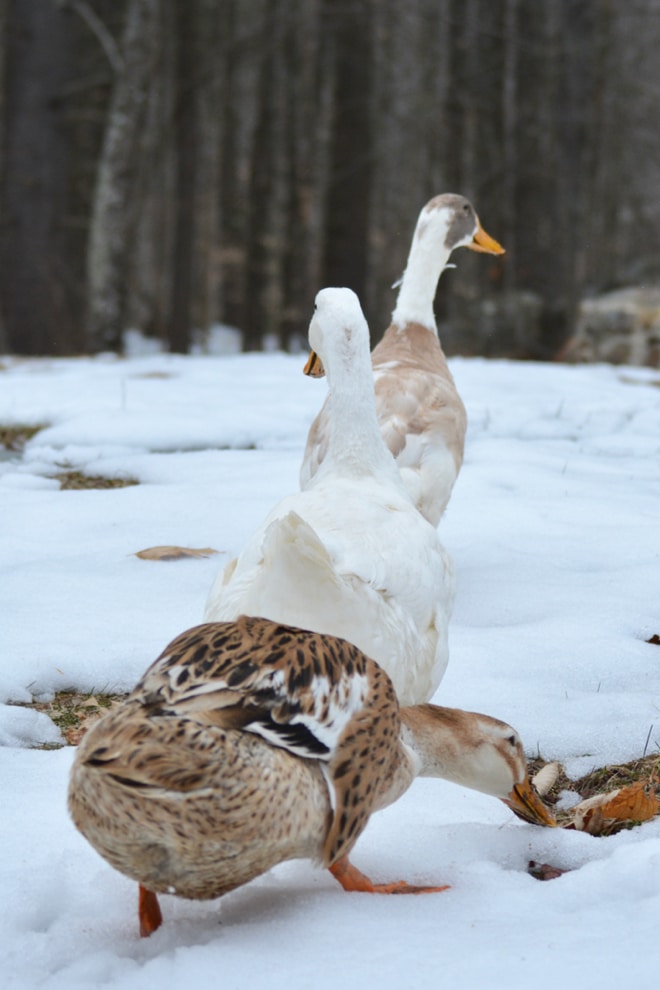 DUCKS 101: Ducks are NOT Chickens - and Other Profound Truths — Randy's  Chicken Blog