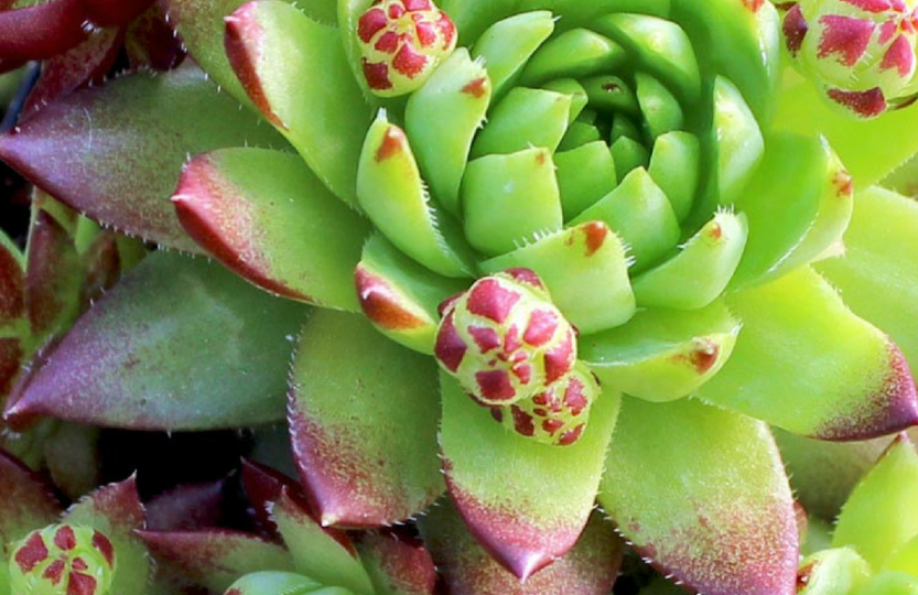 Seriously? I can order succulents online? » SoulyRested