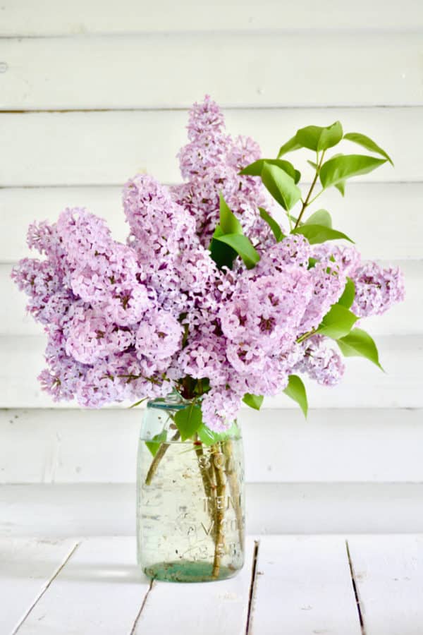 Growing & Caring for Lilac Bushes, tips from a pro - Souly Rested