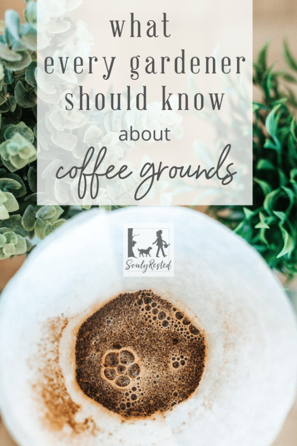 What every serious gardener needs to know about coffee grounds Souly