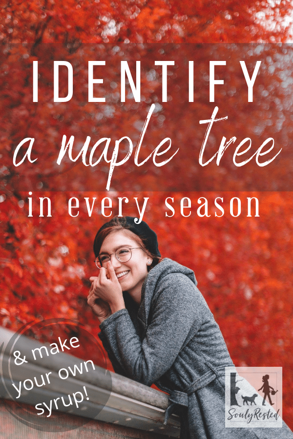 From Maple Tree to Syrup by Melanie Mitchell