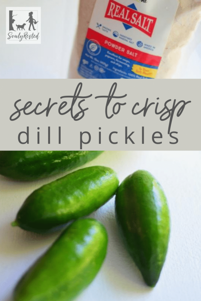 The Ultimate Guide to Canning Crisp Dill Pickles Souly Rested