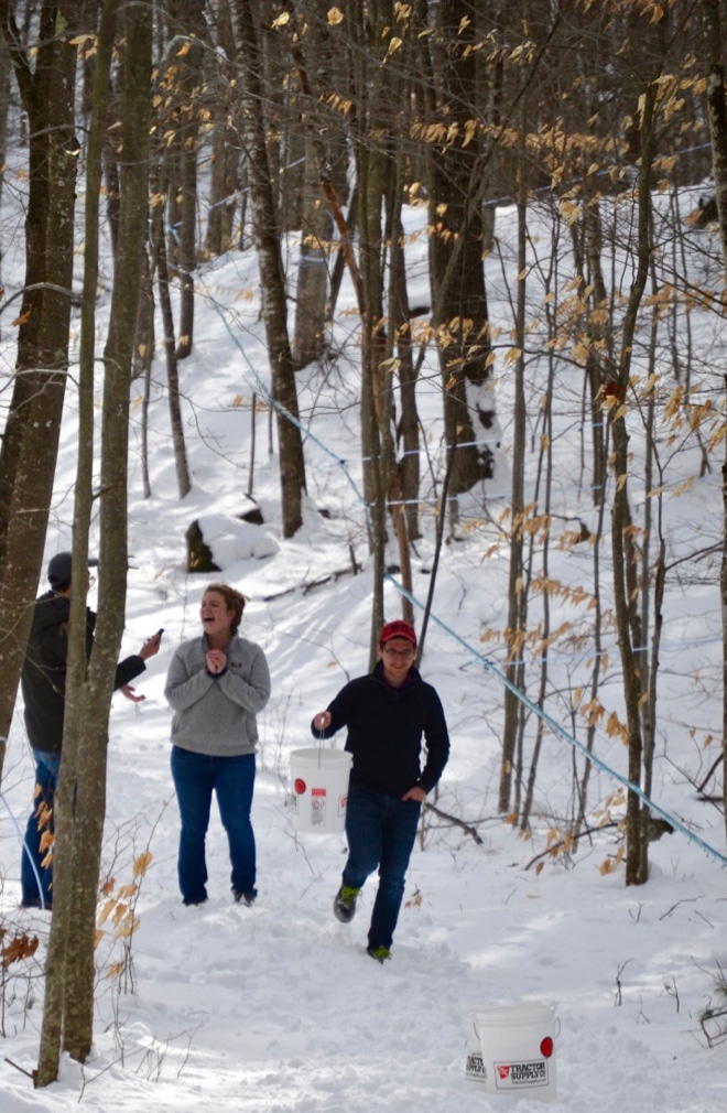 tips for making maple syrup collecting in the sugarbush what trees you can tap for making syrup