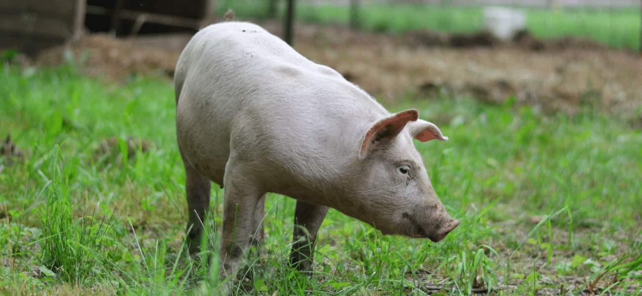 Raising Pigs on Pasture... 6 Things You Need to Know » Souly Rested