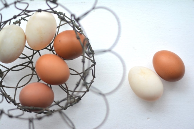 duck eggs compared to chicken eggs