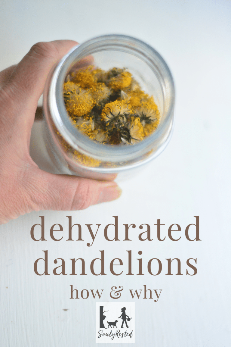 Dehydrated Dandelion Flowers… how & why Souly Rested