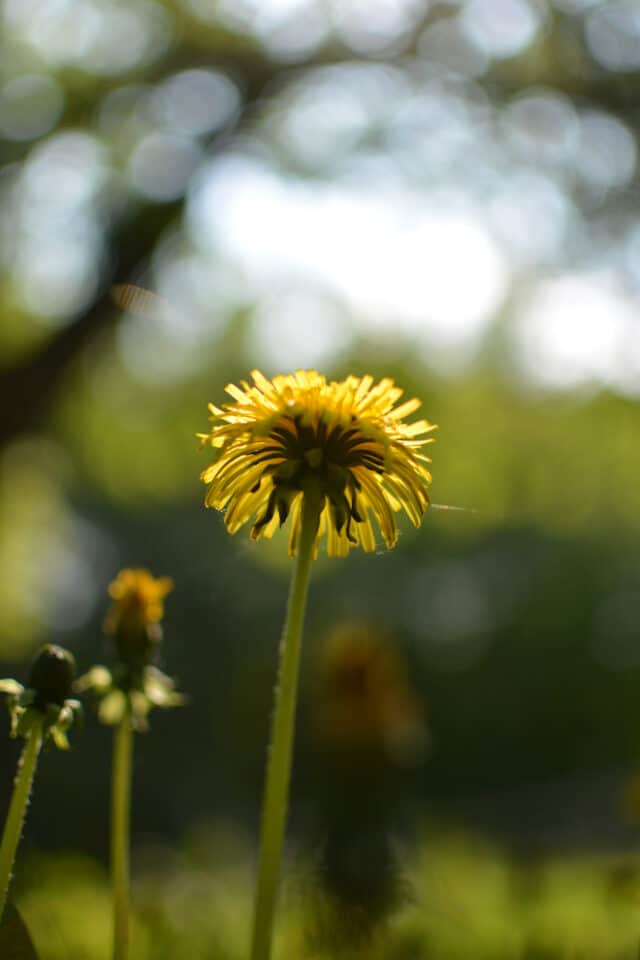 Dehydrated Dandelion Flowers… how & why Souly Rested