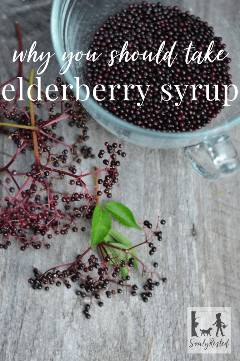 Why Take Elderberry Syrup? (s5 E12) Souly Rested