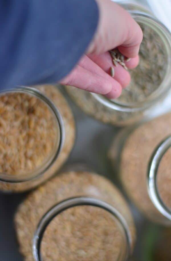 Why Forgotten Wheat Berries Could Be the Key to Better Digestion Forever