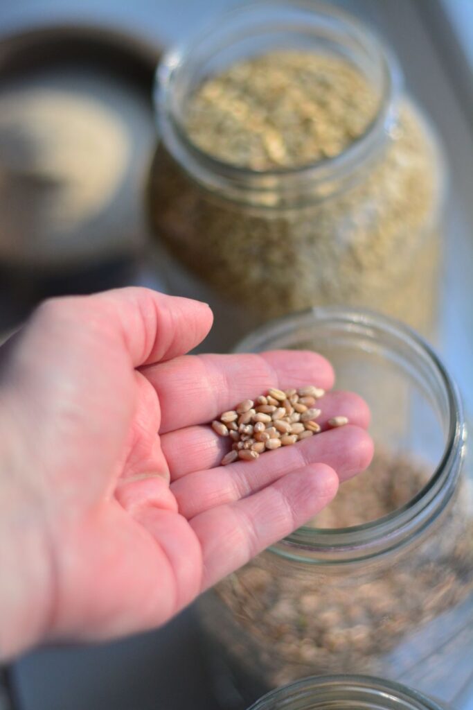 wheat berries in jars for storage