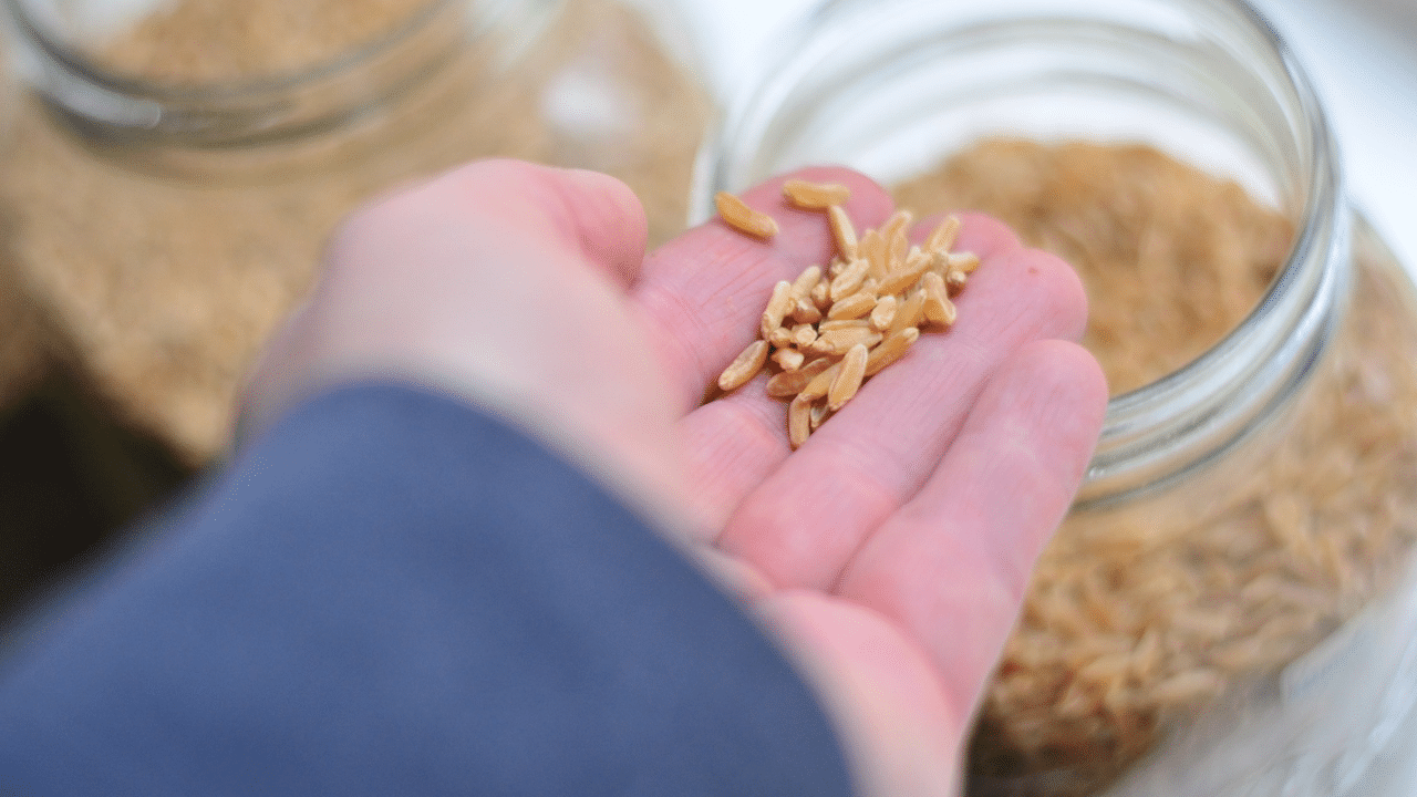 wheat-berries-everything-you-need-to-know