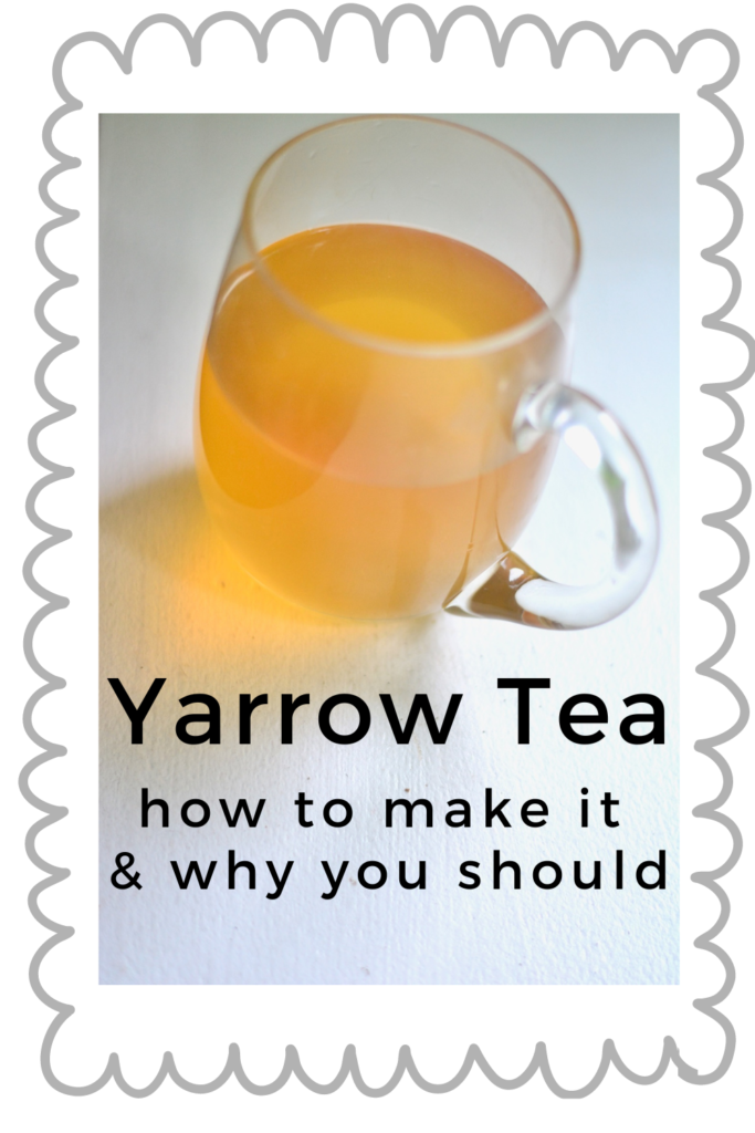 yarrow tea with elderflowers forage your medicinal tea