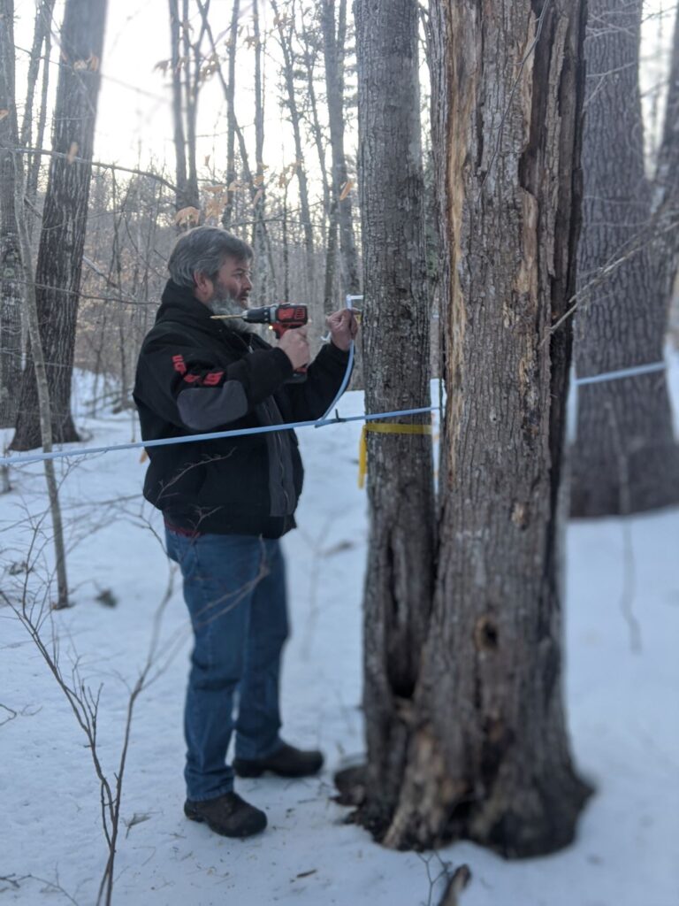 tapping maple trees, how to make maple syrup