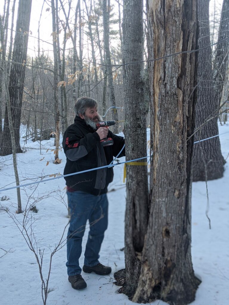 tapping maple trees, how to make maple syrup