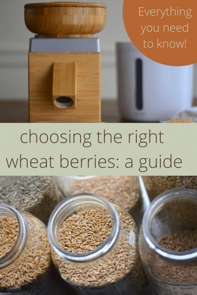 choosing the right wheat berries; grain mill, jars of wheat berries