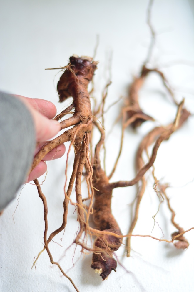 ashwagandha root herbs for tea