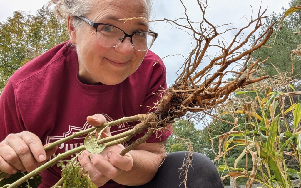 ashwagandha root grown in a vegetable garden one of many great herbs for tea