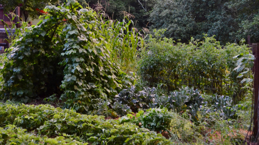 growing herbs for tea