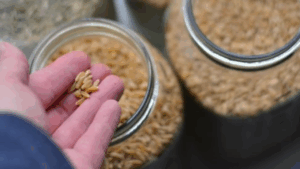 A complete guide to Kamut Khorasan grain