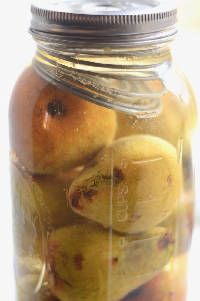 a ferment spring holding down pears in a mason jar of brine to ferment