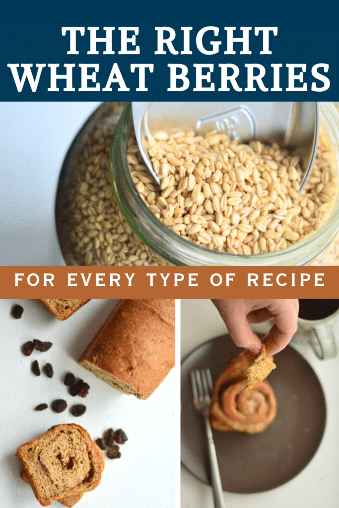 how to know what wheat berries are the right ones to use for everything you bake