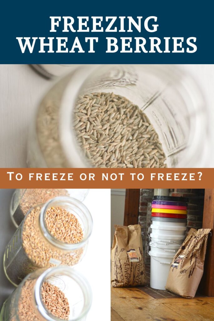Jars of wheat berries, freezing wheat berries for storage