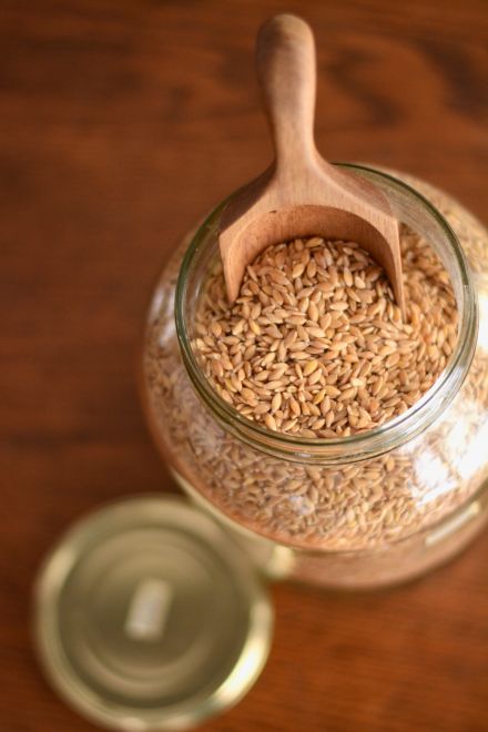 Wheat berries in a jar with a scoop for storage