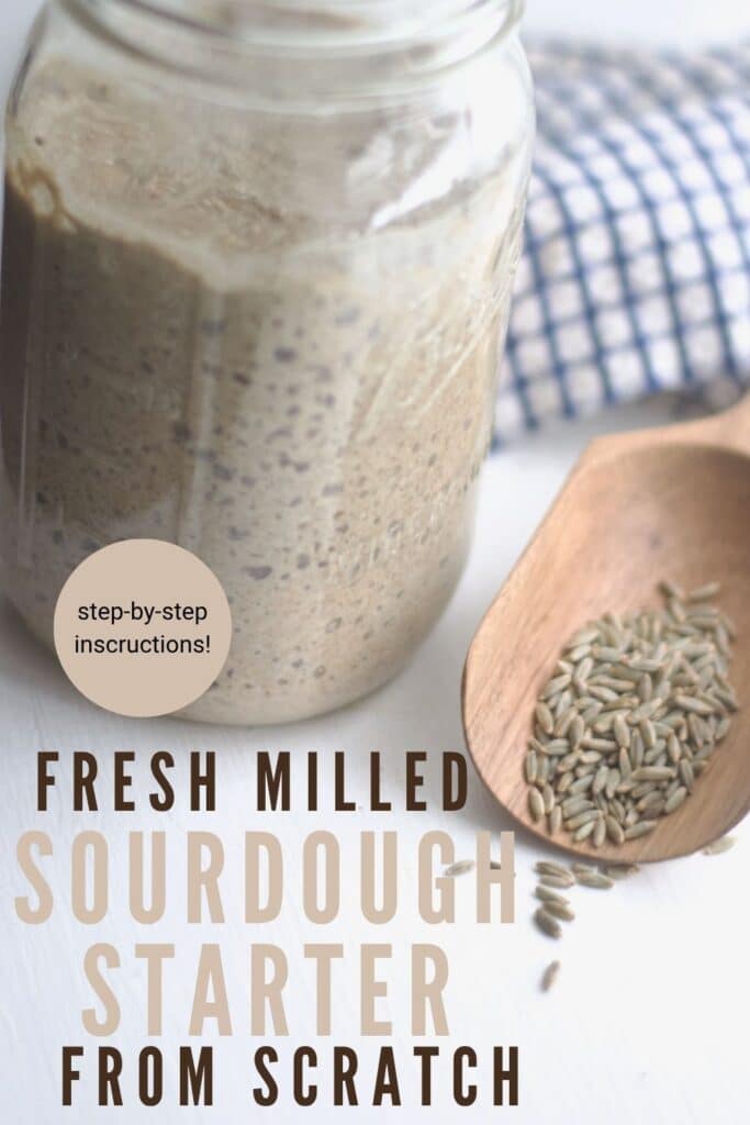 sourdough starter with rye wheat berries, text reads "fresh milled sourdough starter from scratch"