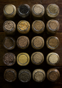 how to shop for wheat berries