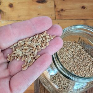 durum shop grain